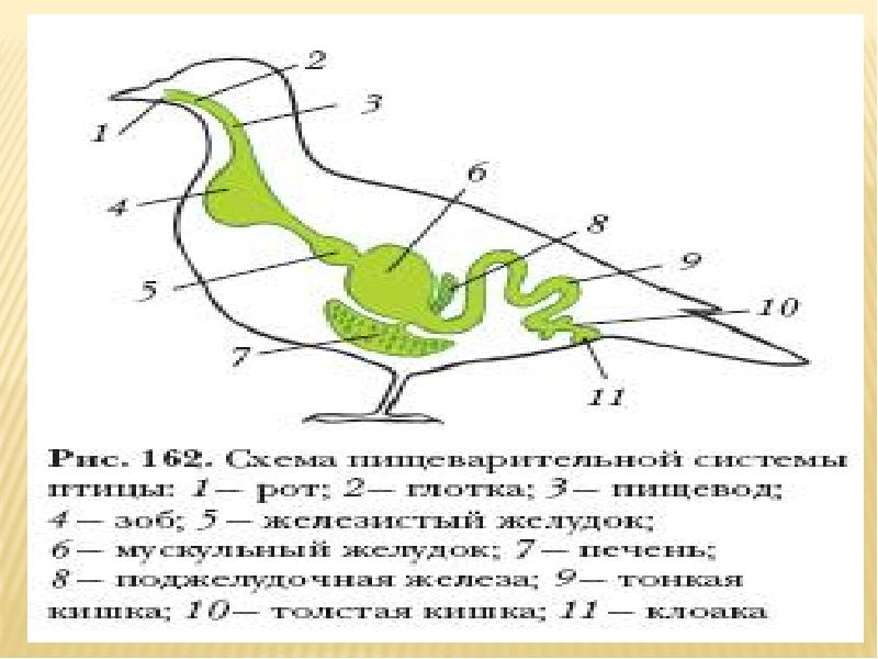 Схема пищеварительной системы у птиц