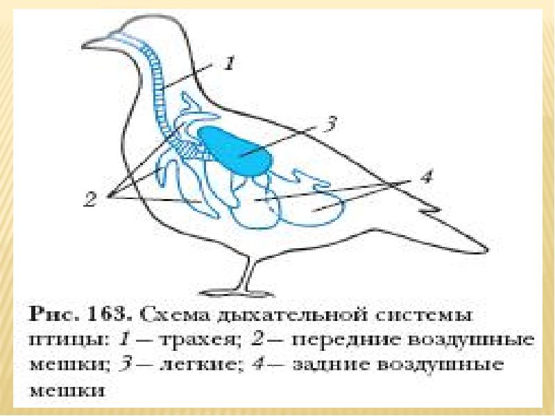 Пищеварительная система приспособление к полету. Система органов дыхания птиц схема. Схема строения дыхательной системы птиц. Система органов дыхания птиц схема 7 класс. Строение дыхательной системы голубя.