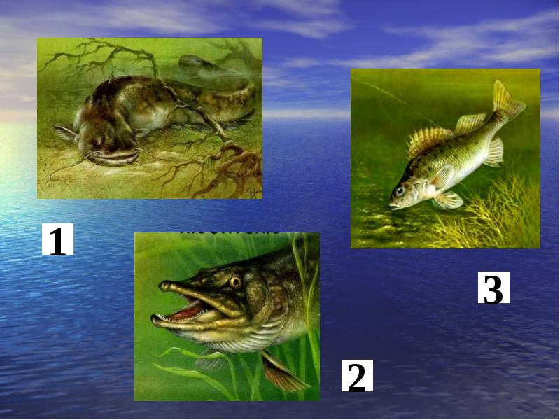 Животные водоемов презентация 2 класс