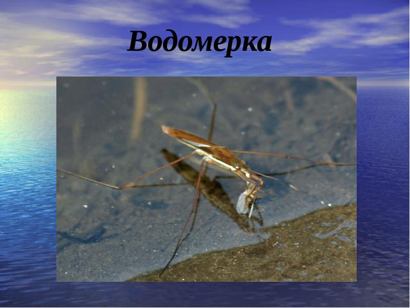 Водоплавающие жители водоема 2 класс презентация