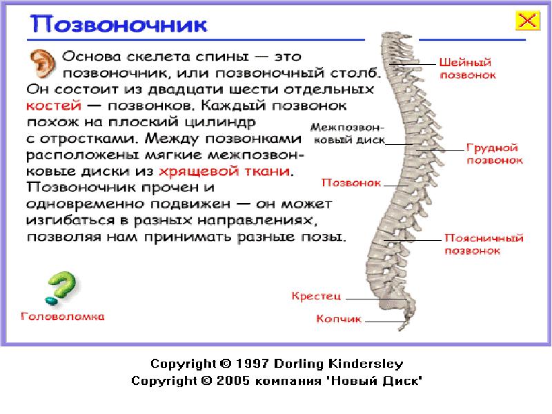 Позвоночными являются. Основа скелета у позвоночных. Позвоночник основа. Почему позвоночник является основой скелета. Позвоночный столб состоит из позвонков.