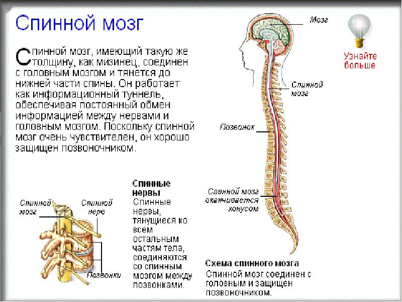 Фото спинной и головной мозг