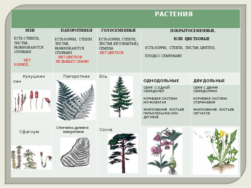 Папоротник таблица биология. Признаки отделов растений. Сравнение отделов растений. Классификация растений для детей. Классификация разных растений.