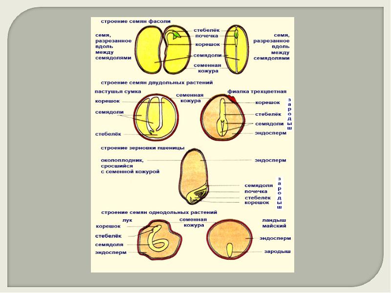 Строение однодольных и двудольных семян. Строение семян однодольных растений таблица. Таблица строение семян однодольных и двудольных. Строение семян однодольных и двудольных растений 6 класс таблица. Строение семени и их функции.