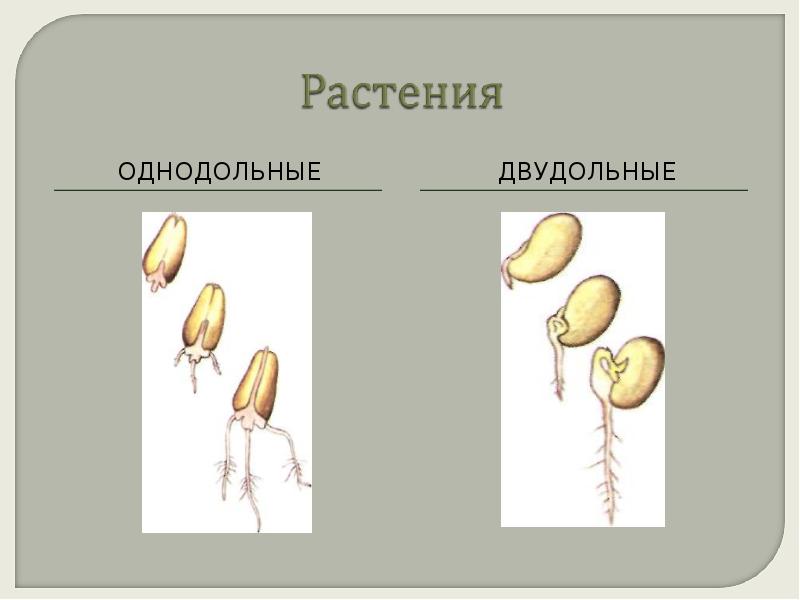 Однодольные и двудольные растения презентация