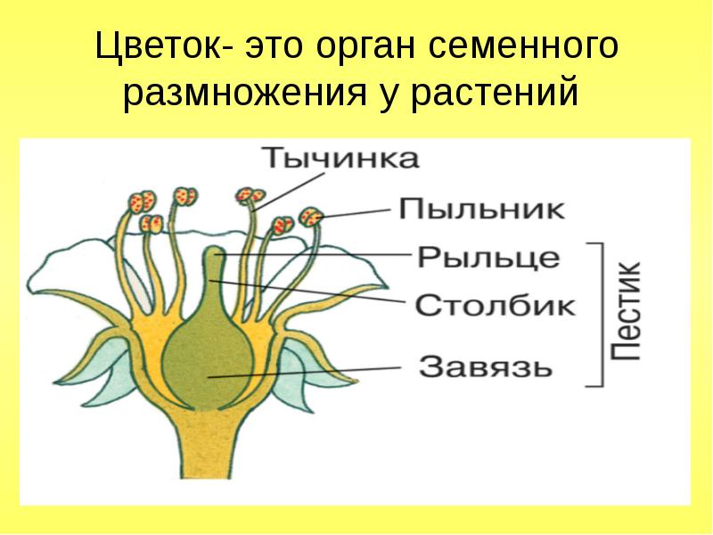 Органы размножения растений рисунки. Орган семенного размножения растений. Органы полового размножения цветковых растений. Органы размножения цветка. Цветок орган полового размножения.