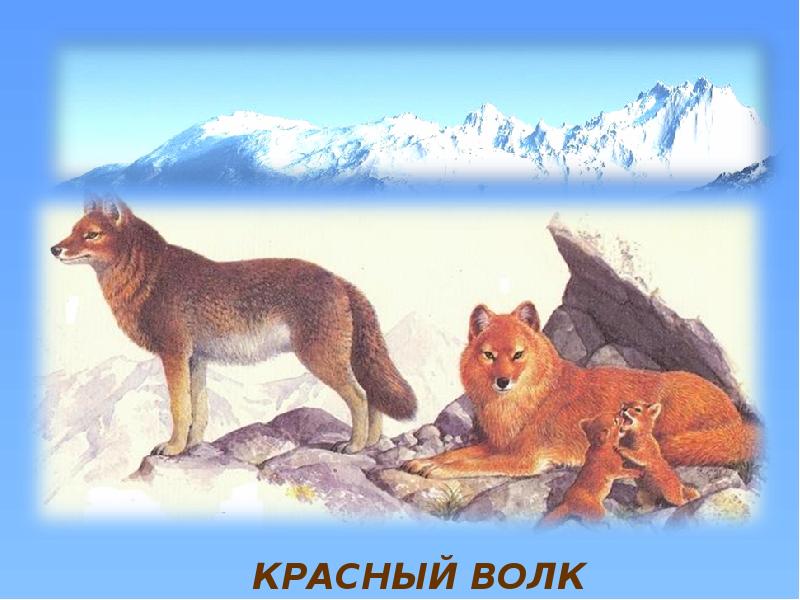 Животные красной книги красноярского края презентация