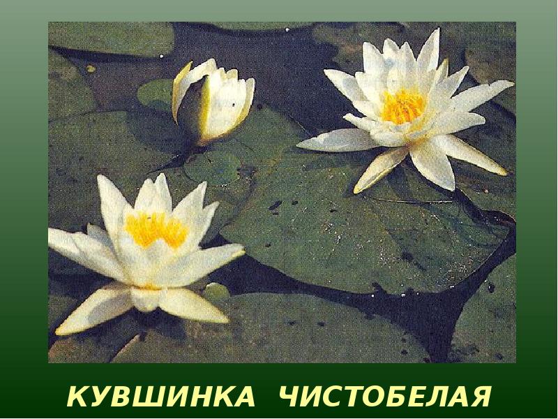 Красная книга красноярского края животные и растения фото и описание