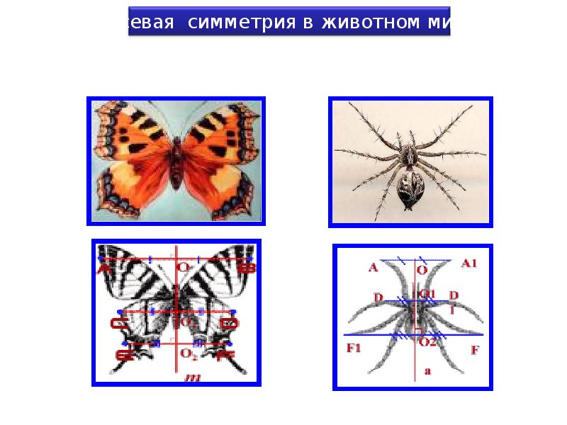 Симметрия презентация 2 класс