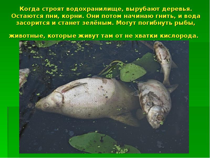 Когда строят водохранилище, вырубают деревья. Остаются пни, корни. Они потом начинаю Когда строят водохранилище, вырубают деревья. Остаются пни, корни. Они потом начинаю