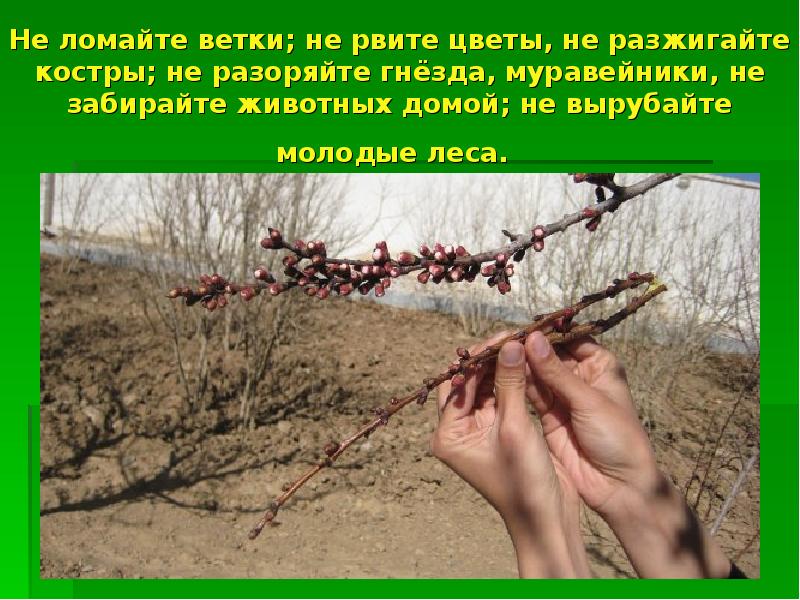 Не ломайте ветки; не рвите цветы, не разжигайте костры; не разоряйте Не ломайте ветки; не рвите цветы, не разжигайте костры; не разоряйте