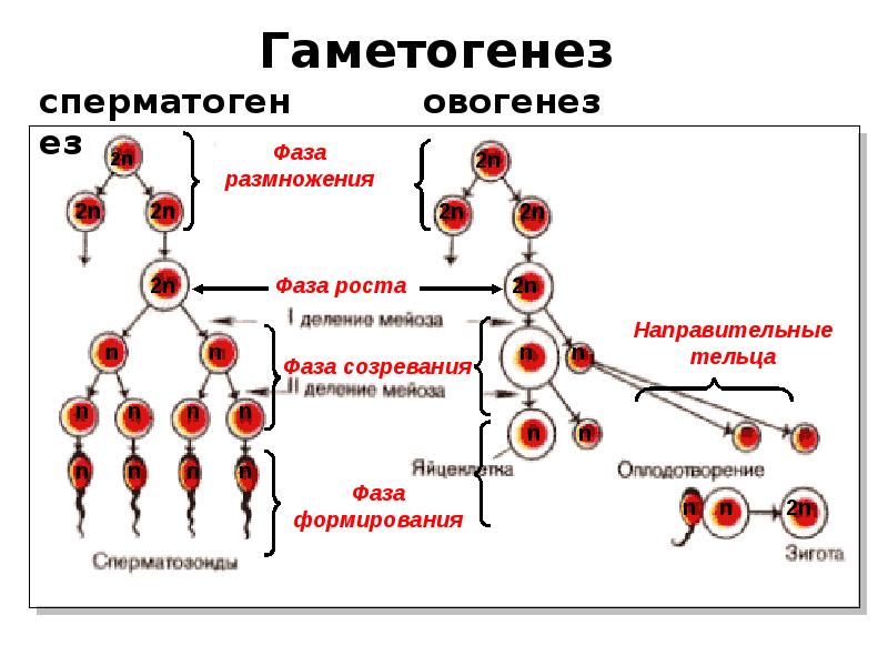 Схема размножения человека