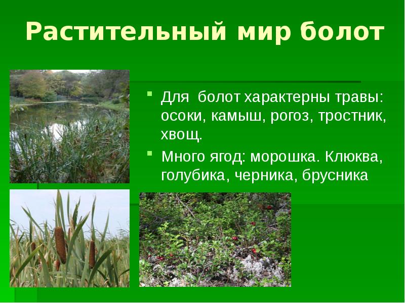 Составляющая болотной. Растения болота. Растительность болота названия. Растения растущие на болотах. Растения и животные болот.