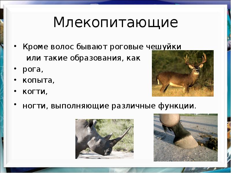 Класс млекопитающие внешнее и внутреннее строение урок по биологии 7 класс презентация