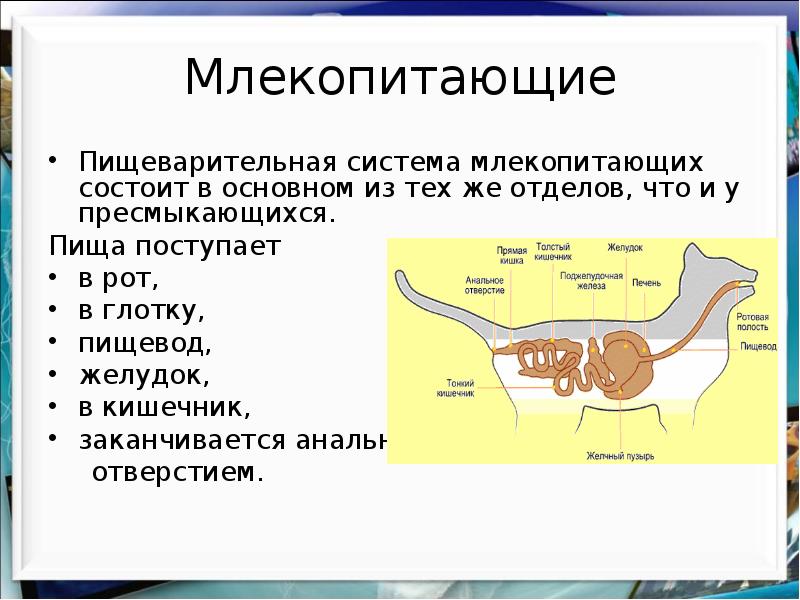 Составьте схему поступления и перемещения пищи по пищеварительному тракту млекопитающего