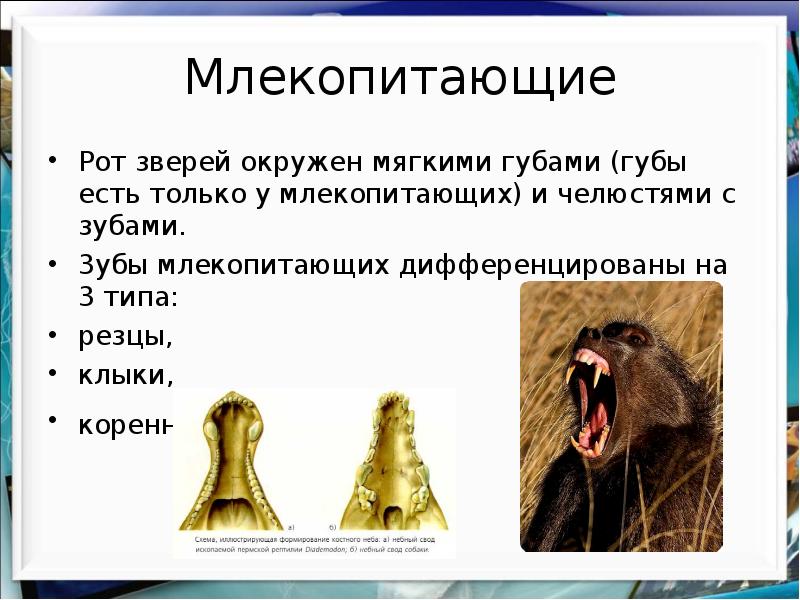 На диаграмме показано число зубов у некоторых млекопитающих сколько зубов у волка