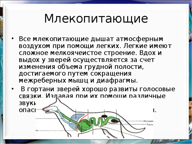 Мини проект по биологии 7 класс