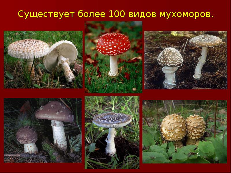 4 100 видов. Виды мухоморов. Мухомор ядовитый гриб описание. Виды мухоморов с названиями. Мухоморы разных типов с названиями.