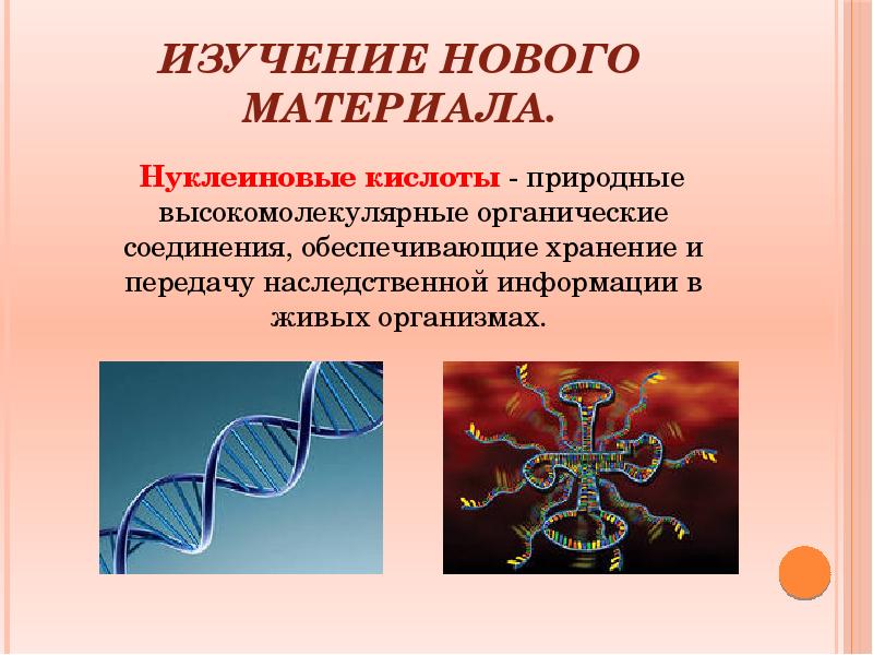 Органические вещества нуклеиновые кислоты 10 класс презентация