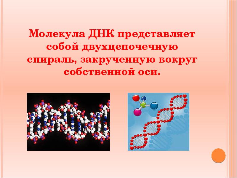 Днк представляет собой. Молекула ДНК представлена. ДНК это двухцепочная молекула. Структура молекулы ДНК представляет собой.