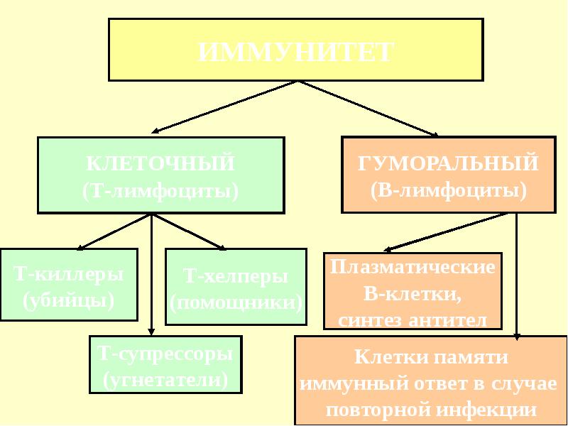 Клеточный и гуморальный иммунитет. Иммунитет гуморальный плазмоциты и. Гуморальный иммунитет обеспечивается за счет плазмоцитов и. Гуморальный иммунитет обуславливают плазмоциты.