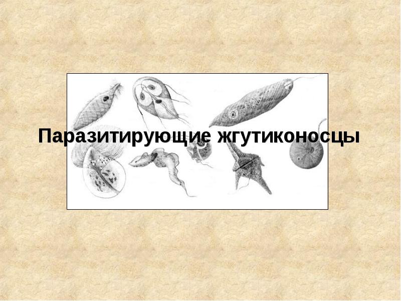 Паразитирующие жгутиконосцы проект 9 класс