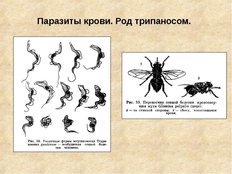 Рассмотрите рисунок с изображением паразитического простейшего в крови человека