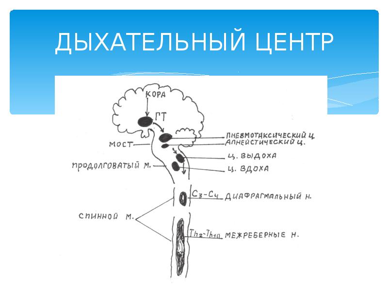 Отдел головного мозга в котором расположен центр дыхания на рисунке обозначен цифрой