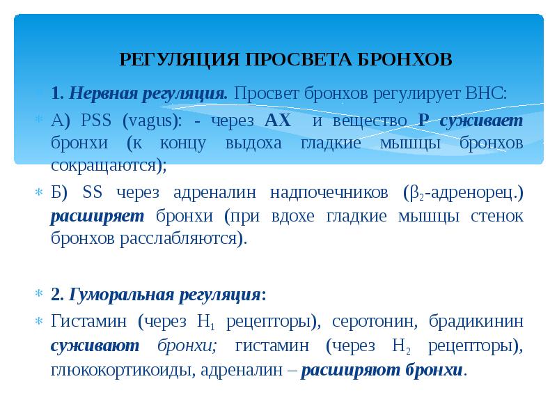 Просвет бронхов. Просветы главных бронхов. 1. Что такое «нервная регуляция»?. Просвет сужается бронхов. Просветы главных бронхов не сужаются.