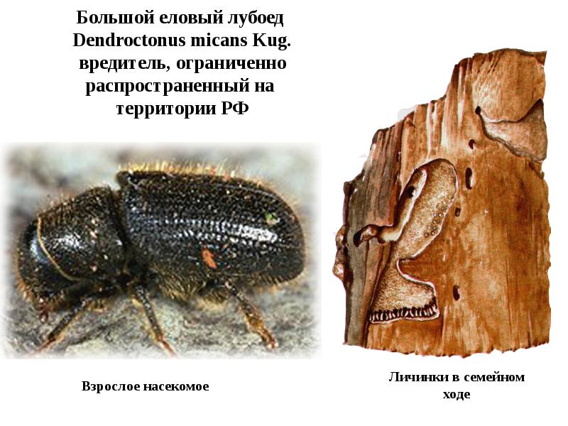 Что напоминает рисунок маточного хода малого соснового лубоеда