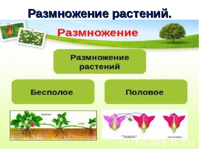 Большинство растений размножается. Размножение растений. Размножение растений презентация. Как размножаются растения. Биология размножение растений.