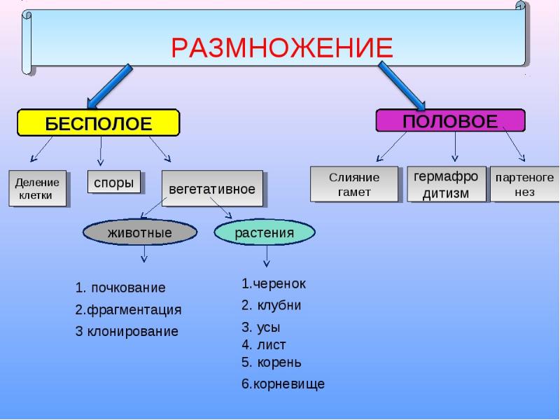 Презентация 9 класс бесполое размножение организмов 9 класс презентация