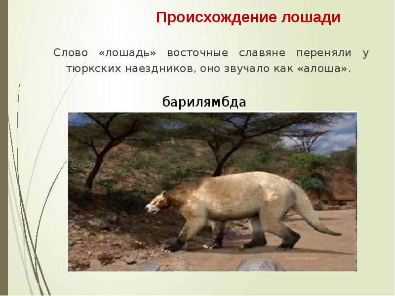 Схема конь 1 класс. Красивые слова про лошадей и человека. Происхождение слова конь. Значения слова конь. Конь слова.