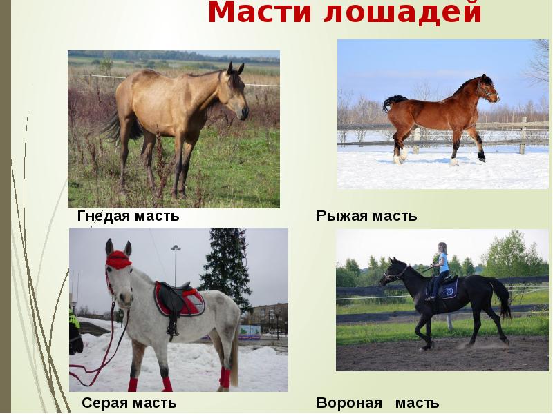 Масти лошадей картинки