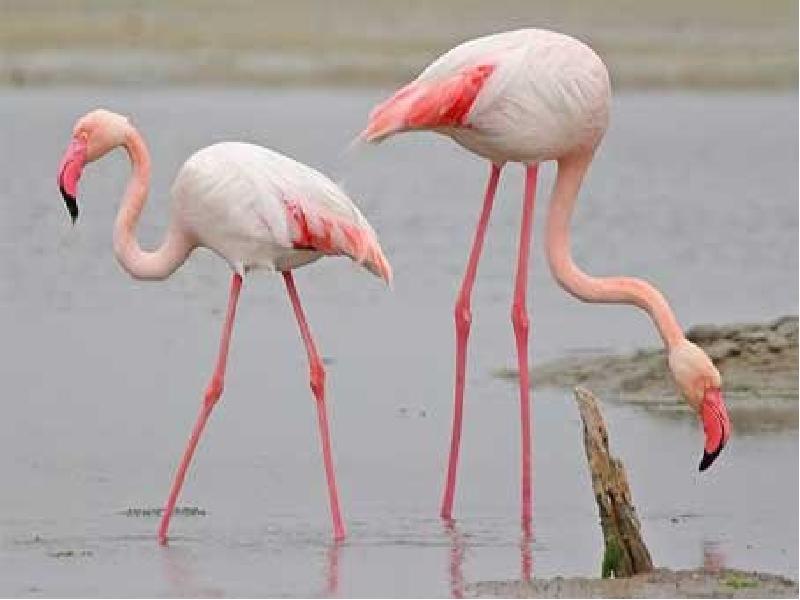 Какое животное розовое. Розовый Фламинго Россия. Обыкновенный Фламинго Сибирь. Розовые животные. Ноги Фламинго.