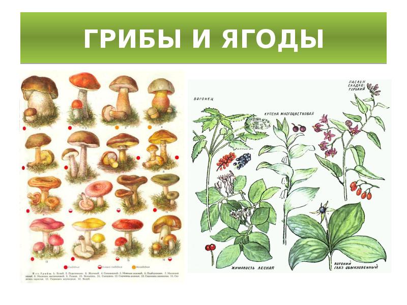 Лесные грибы картинки для детей