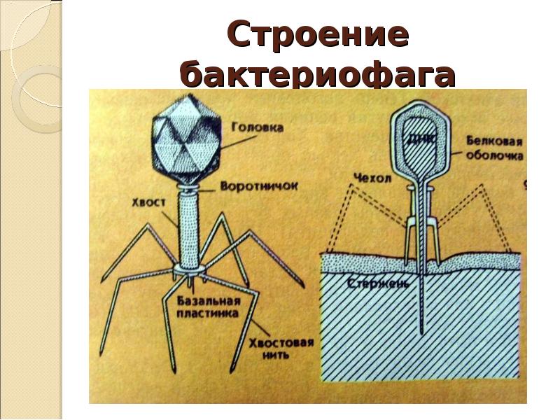 Бактериофаг рисунок с подписями