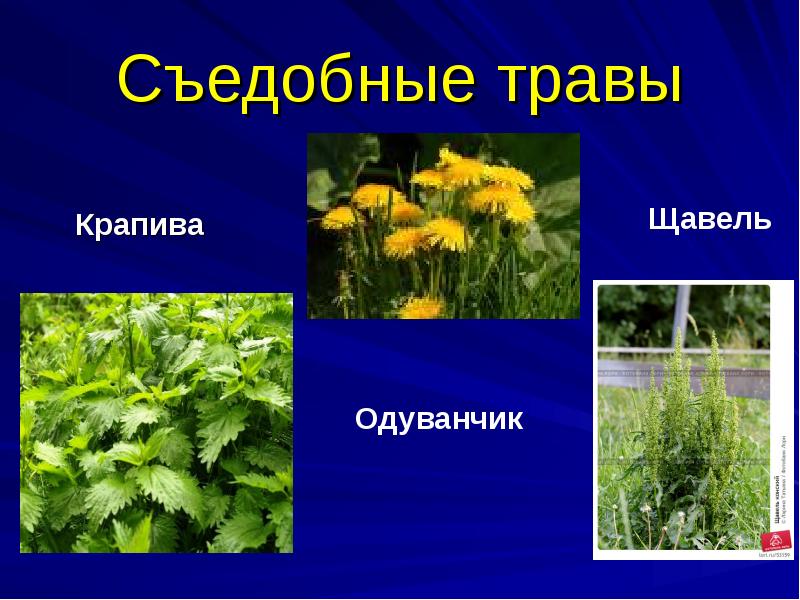 Низшие съедобные растения. Съедобные растения. Съедобная трава. Презентация съедобные растения. Травы съедобные названия.