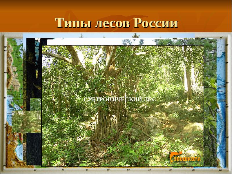 Типы лесов России