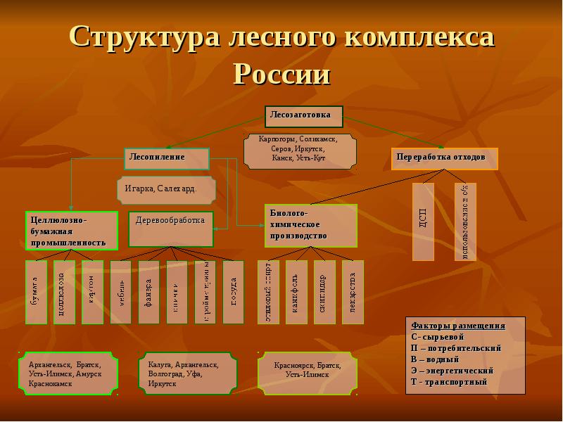 Структура лесного комплекса России