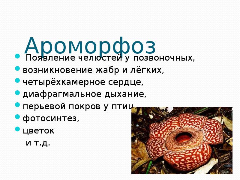 Основные ароморфозы птиц. Ароморфозы птиц. Ароморфозы позвоночных. Земноводные ароморфозы. Ароморфозы позвоночных животных.