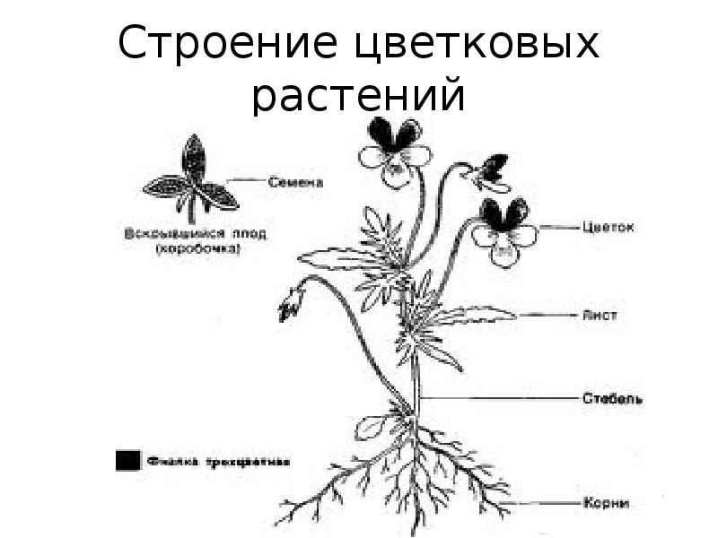 Подпиши органы растений. Строение органов цветкового растения. Схема строения цветкового растения. Фиалка трехцветная строение. Схема строения органов цветкового растения.