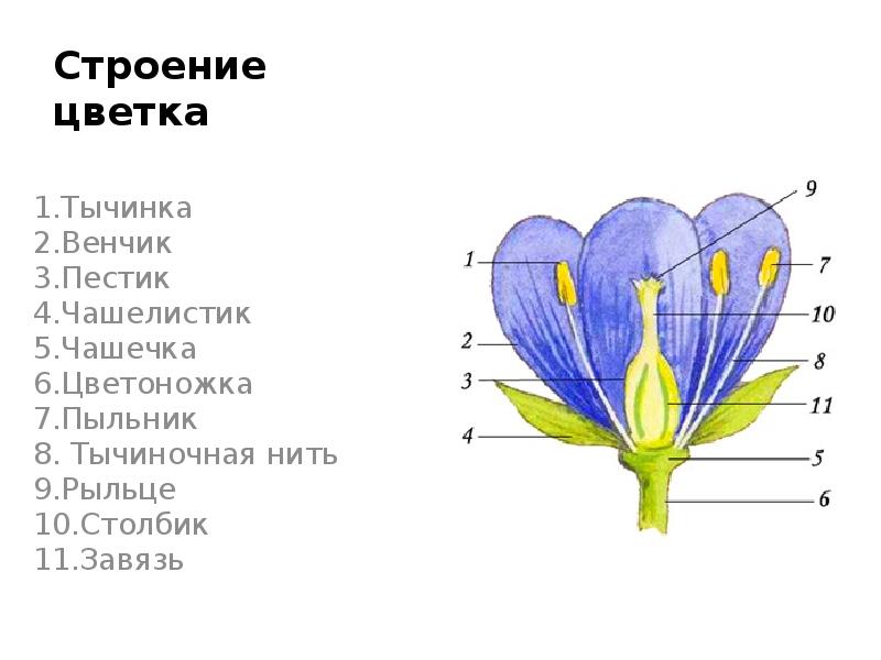 Покажите стрелками и подпишите на рисунке чашелистик пыльник и завязь