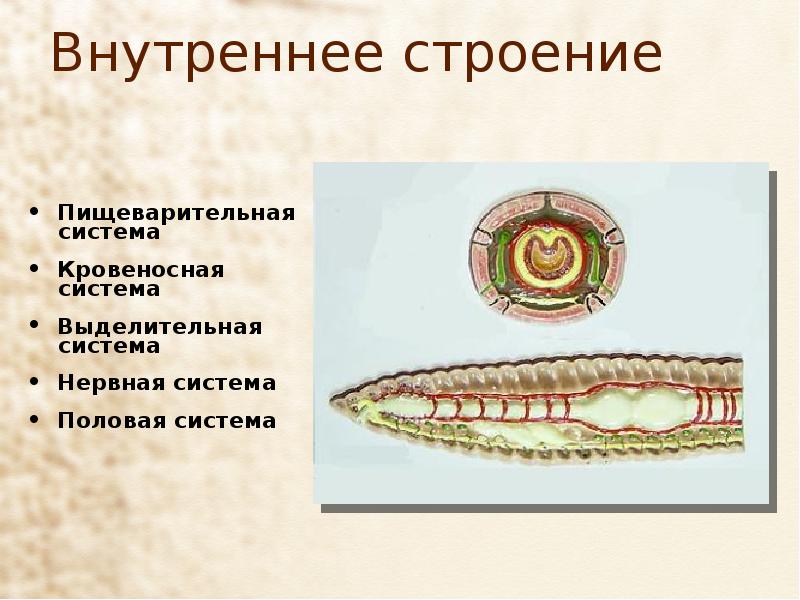 Кольчатые черви выделительная система. Пищеварительная и выделительная система кольчатых червей. Выделительная система кольчатых червей. Половая система кольчатых.