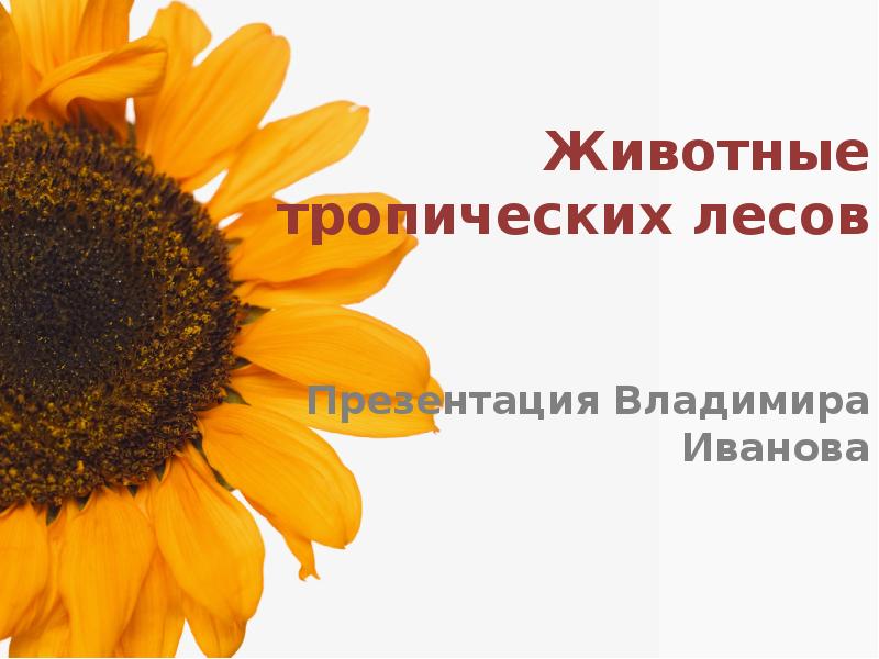Животные тропических лесов Презентация Владимира Иванова