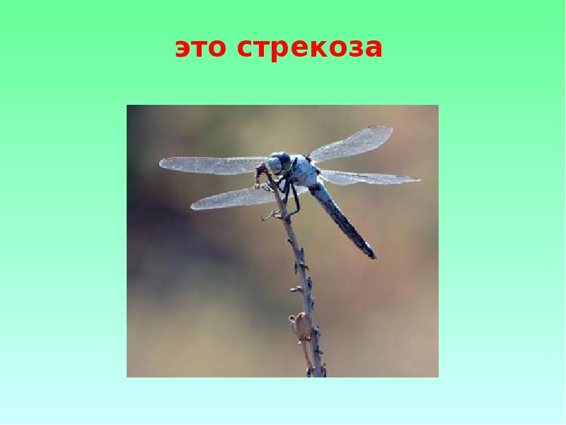 Стрекоза слайд. Угадай насекомое по части Стрекоза. Отгадайка насекомые 7 класс. Стрекоза это для детского кроссворда.