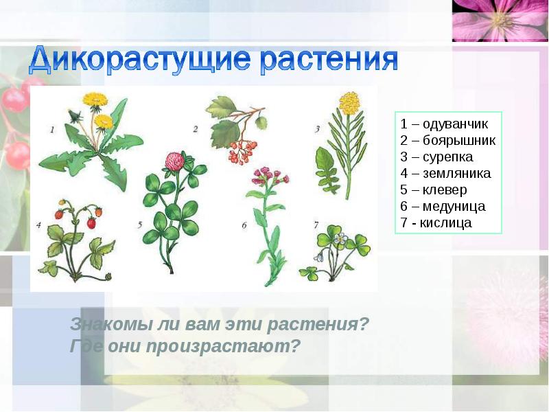 Нарисовать дикорастущее растение