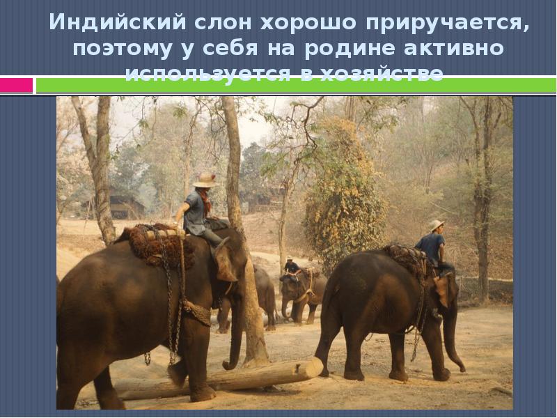 Индийский слон хорошо приручается, поэтому у себя на родине активно используется