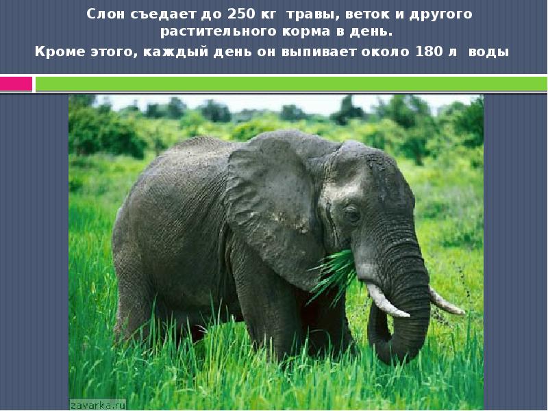 Слон съедает до 250 кг травы, веток и другого растительного корма