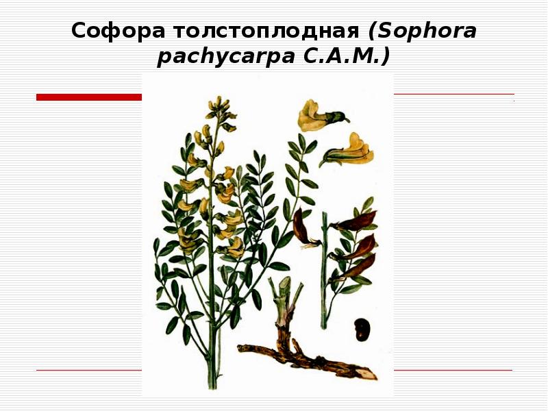 Софора толстоплодная рисунок